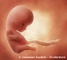 Ungeborenes Kind - 10 Wochen alt